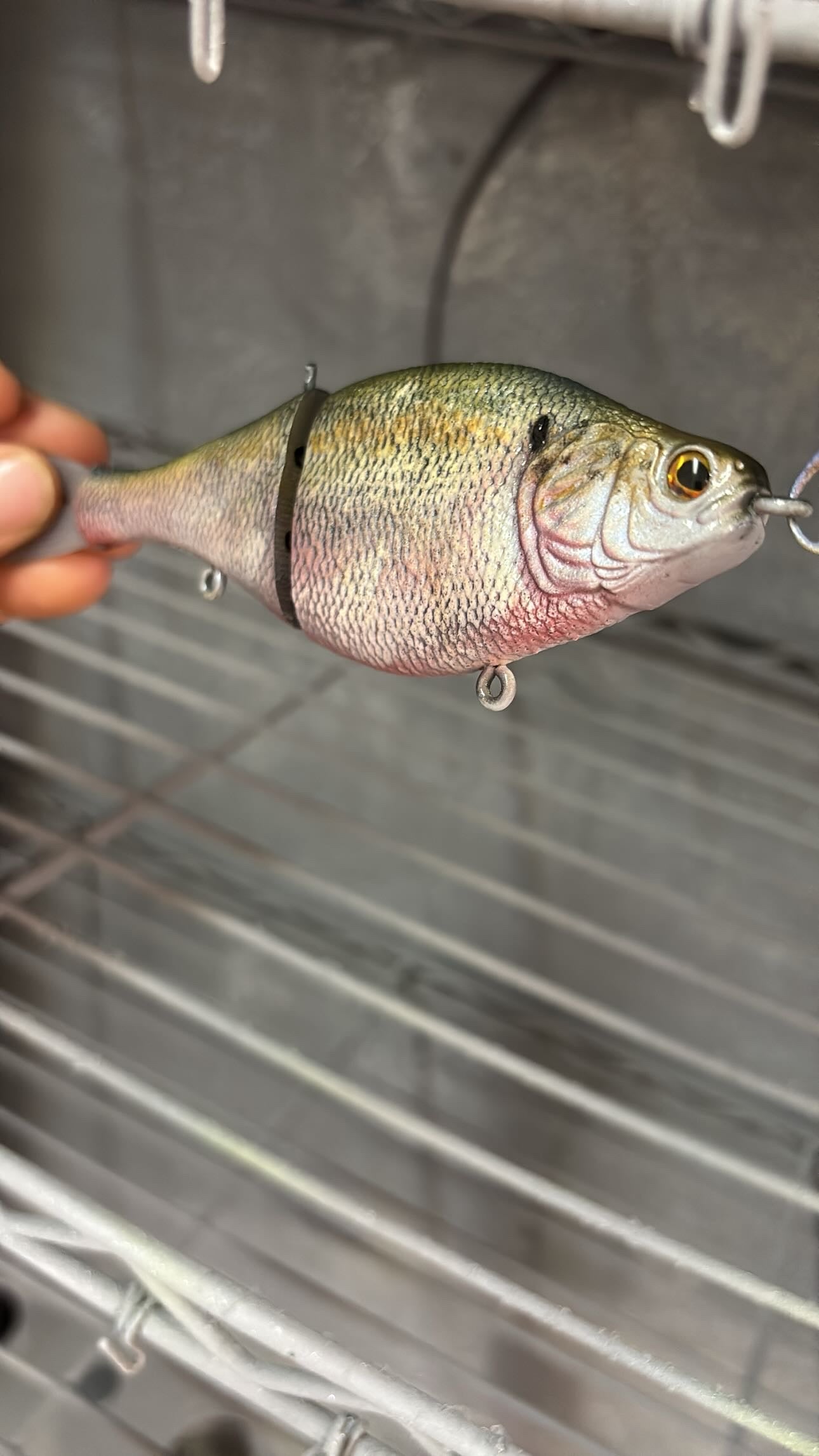 AyZ Glide (Threadfin Shad) preorder