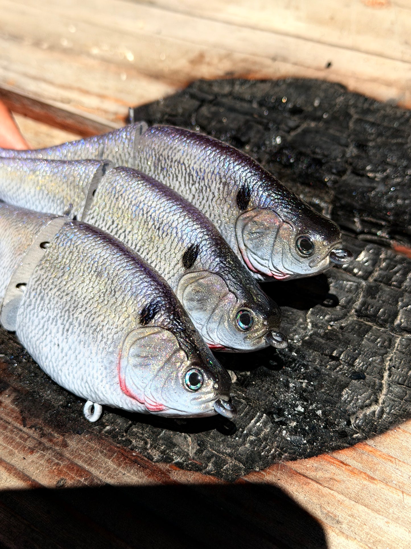 AyZ6 (American Shad) preorder