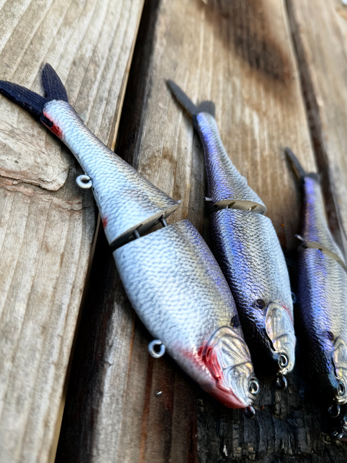 AyZ6 (American Shad) preorder