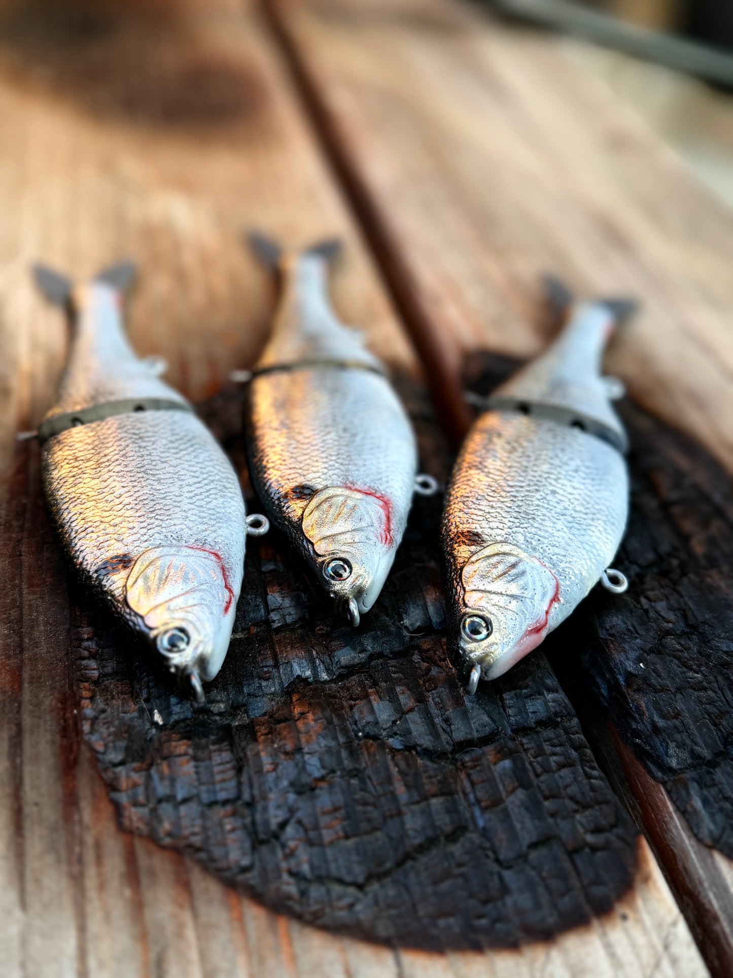 AyZ6 (Gizzard Shad) preorder