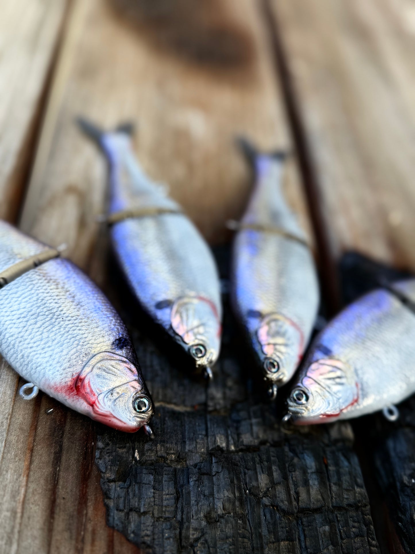 AyZ6 (American Shad) preorder