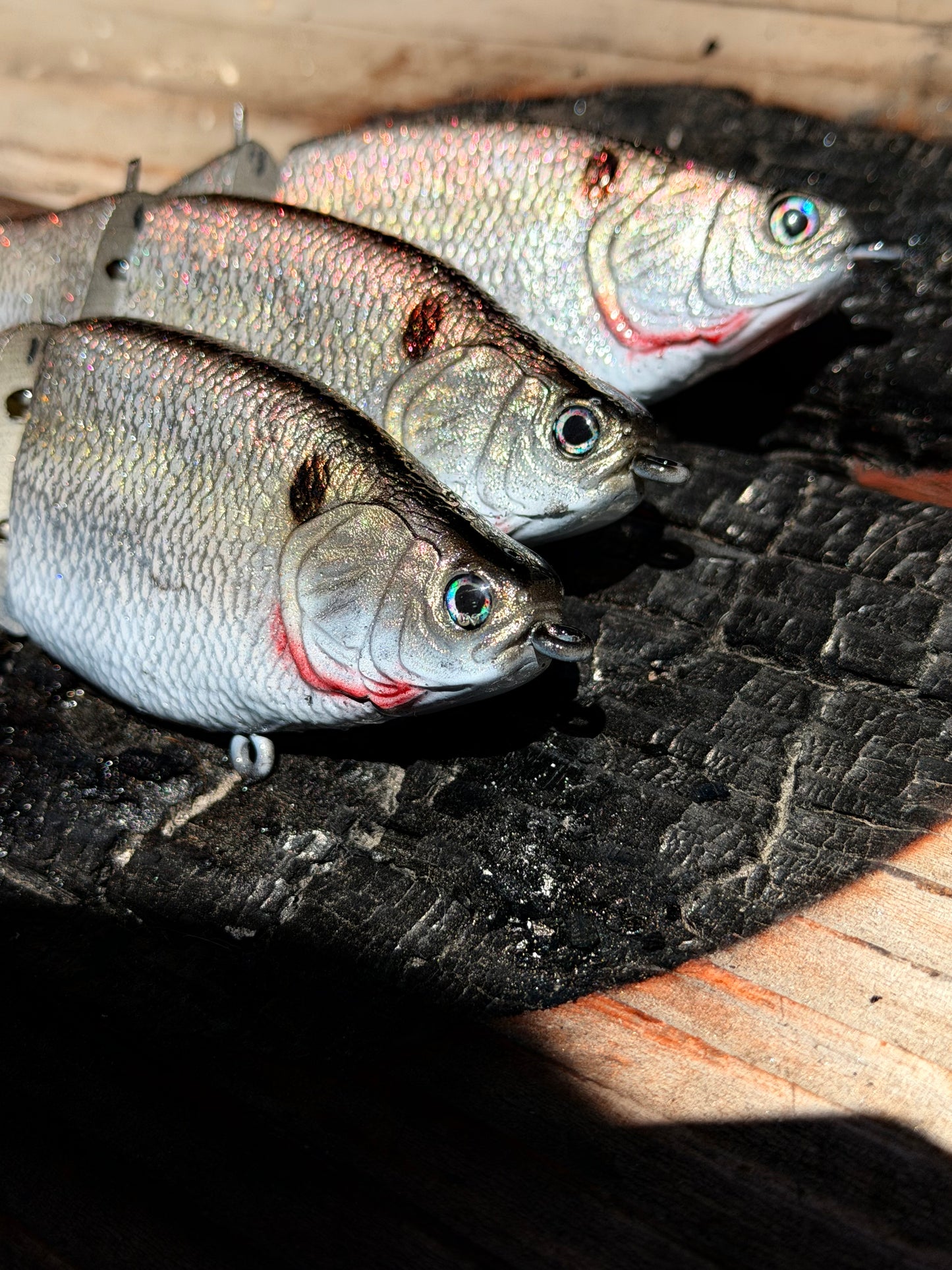 AyZ6 (Gizzard Shad) preorder